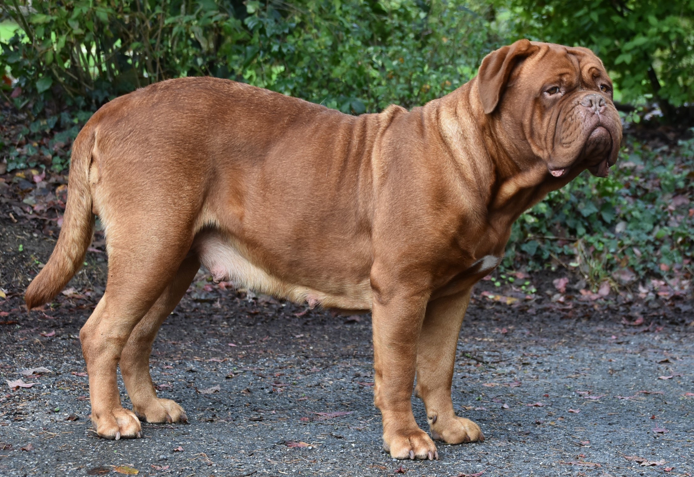 Leeloo lonsdale Du Val De Médicis