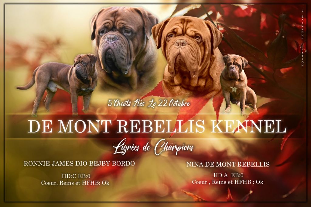 de mont rebellis - portée Dogues de Bordeaux